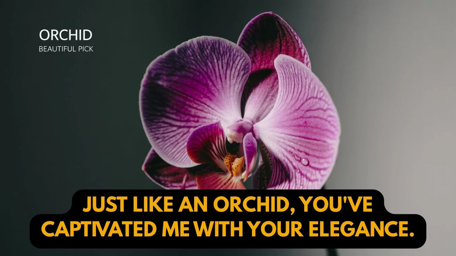 Orchid Pickup Lines